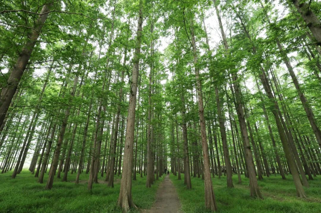 这个周六，瓶窑张堰千“茭”百态初夏游，约不？