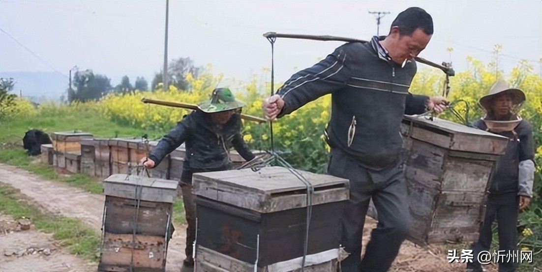 如何挑选购买蜂蜜,蜂农自产荆条蜜结晶蜂蜜500克