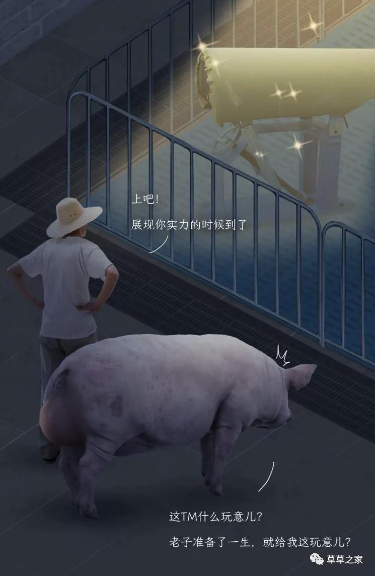 自强不息的一生，*猪种**的一生，生下来就被注定，看后你会感同身受