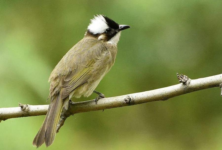 河南农村常见的小鸟,农村常见的黄色肚子小鸟