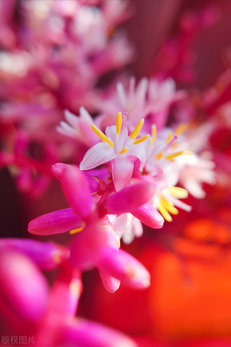 水培绿萝养殖教程,水培绿萝的养殖方案