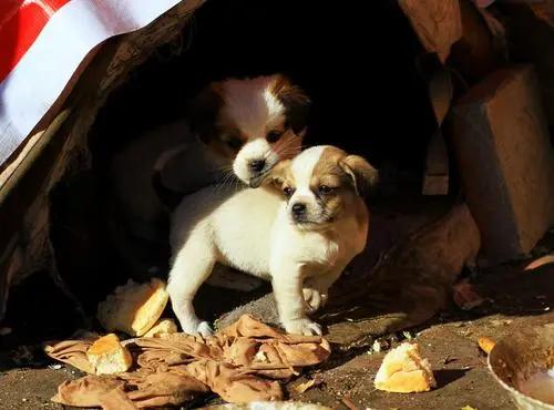 没有责任心？公狗从不抚养自己的“骨肉”，其实有这些原因