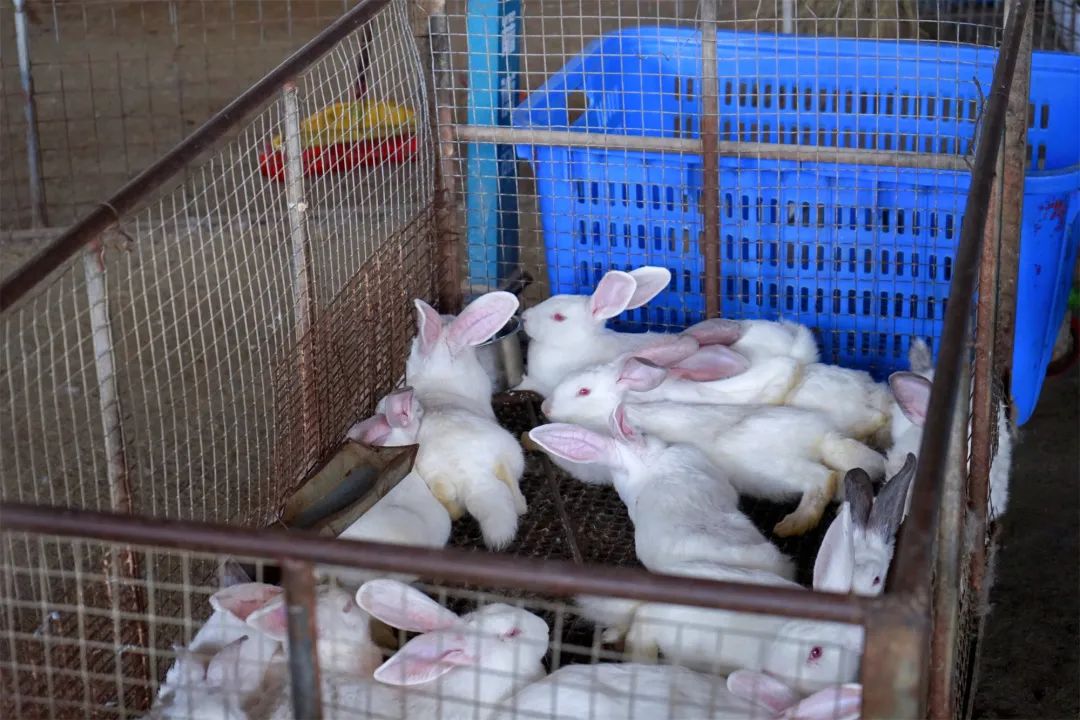 三联鸡鸭市场在哪里,三联市场家禽