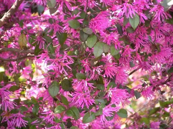 红花檵木介绍牌,红花檵木解说