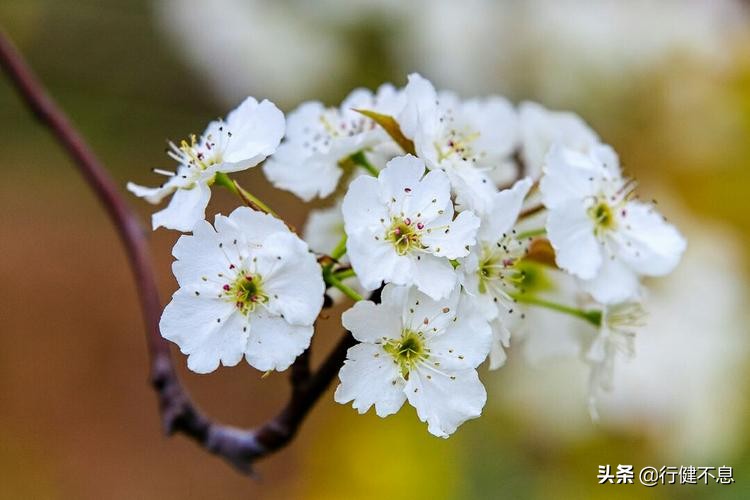 洒落最经典十首梨花诗句,赞美梨花一枝春带雨的诗句