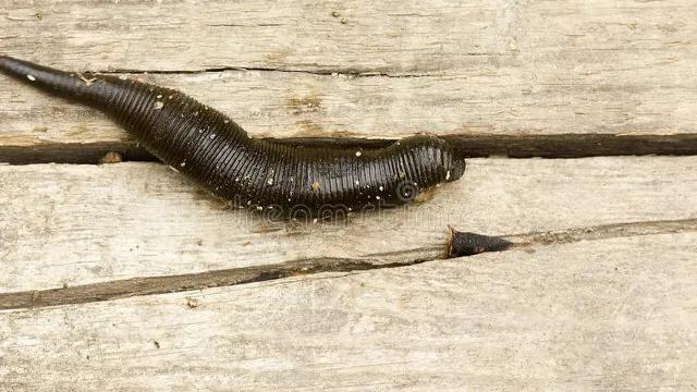 梦见身上有好多蚂蝗意味着什么,梦到很多蚂蝗钻进腿里什么预兆