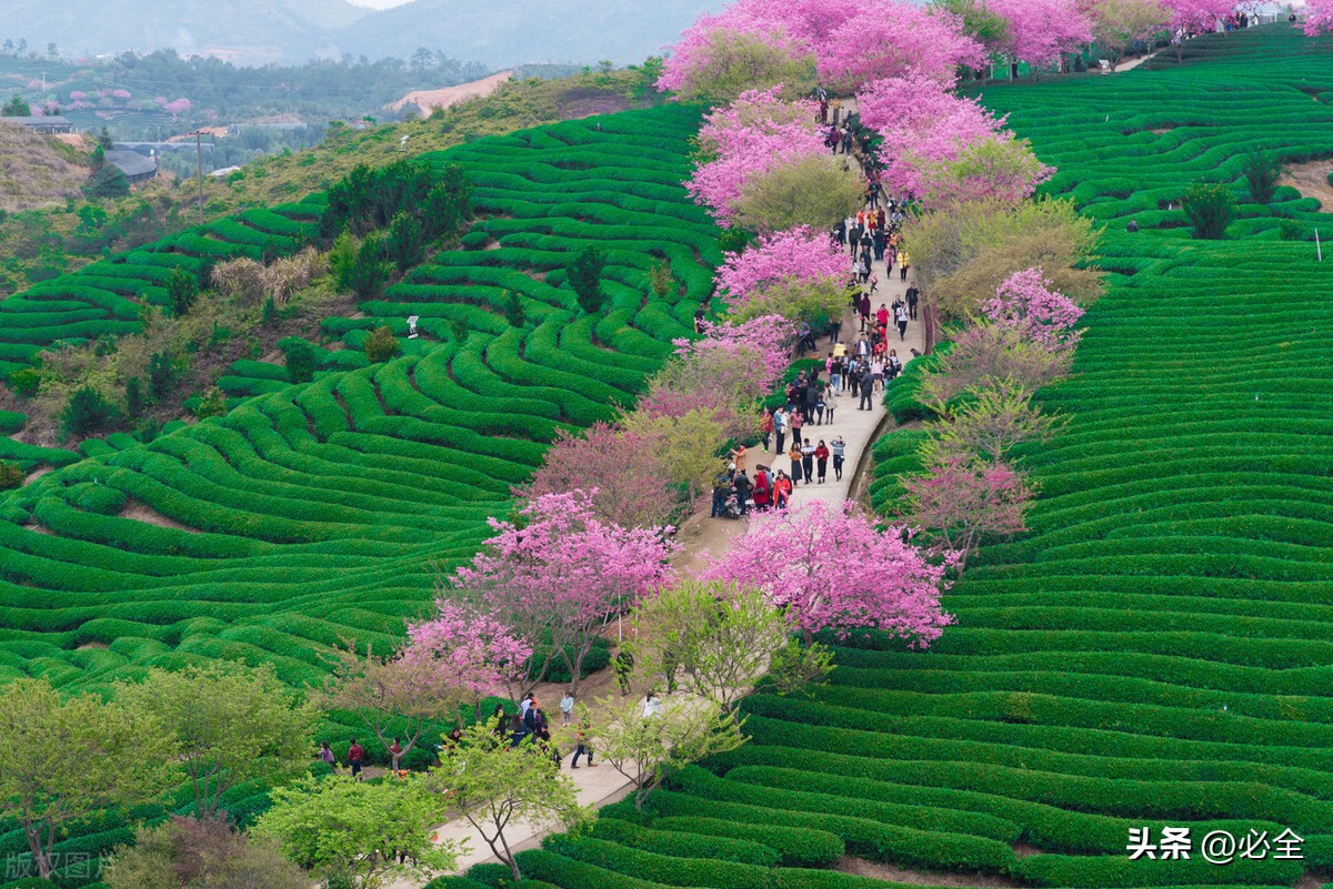 樱花公园的樱花是什么品种,观赏性樱花有哪些