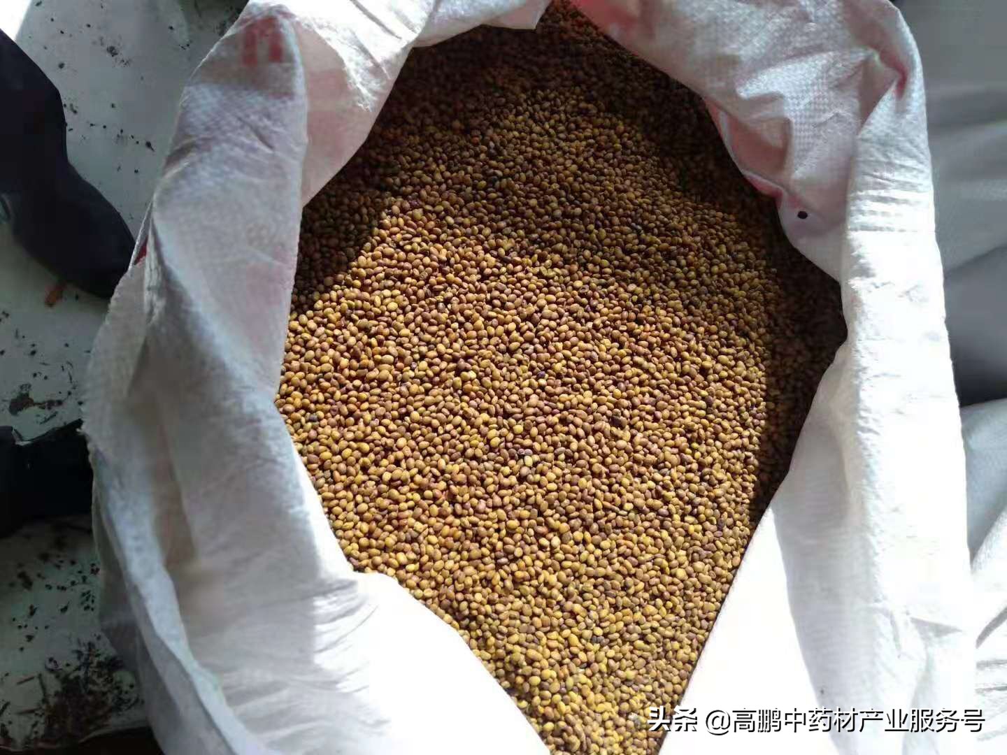 高鹏分析中药材走势,高鹏说药材