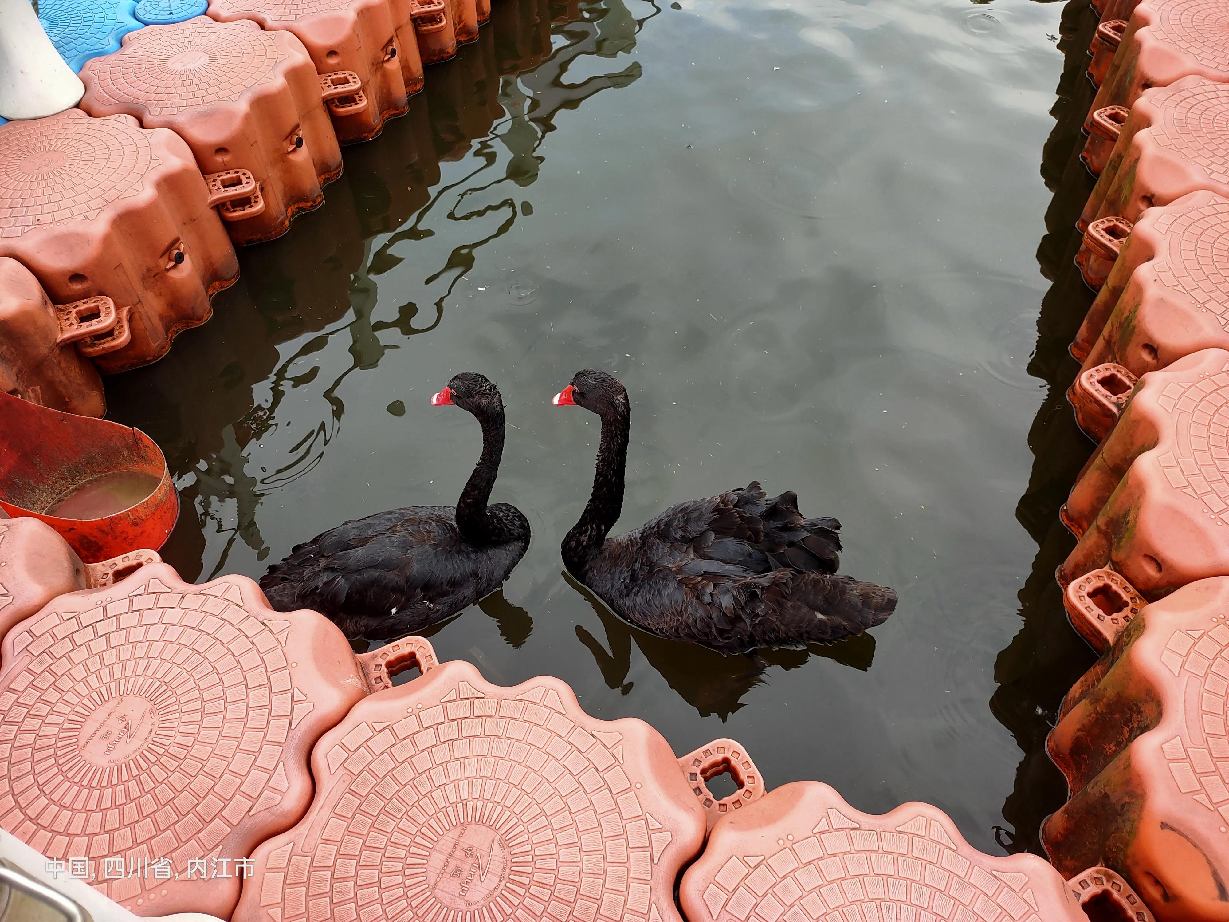 荣昌金科礼悦东方外墙脱落,金科礼悦东方有几个幼儿园