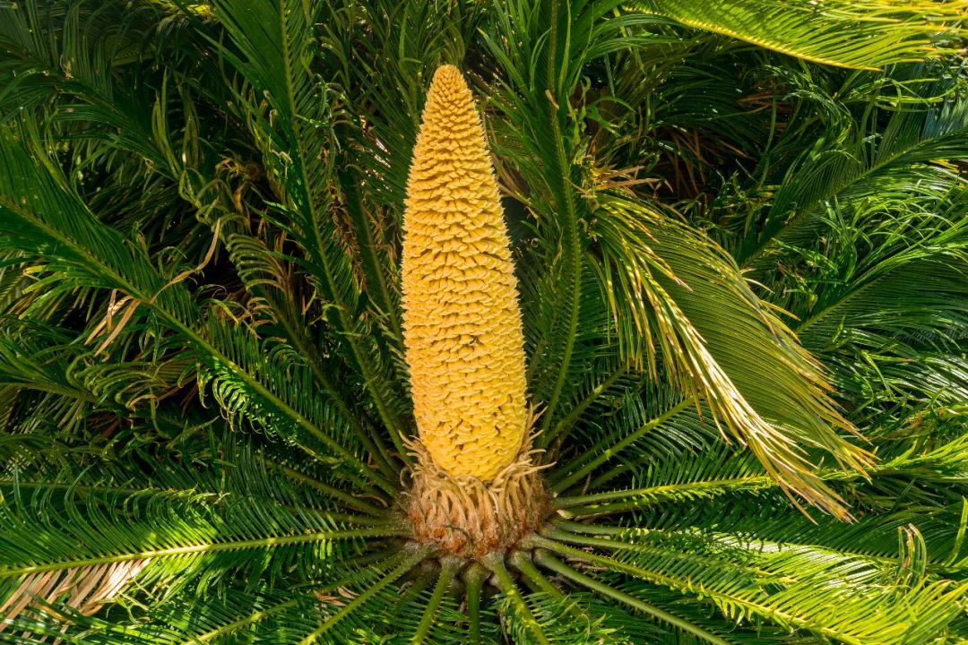 大自然的奇花有哪些,大自然一年四季都能开的花