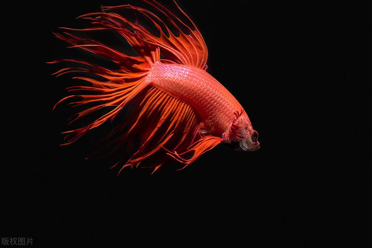 观赏鱼斗鱼百科,传统斗鱼观赏鱼