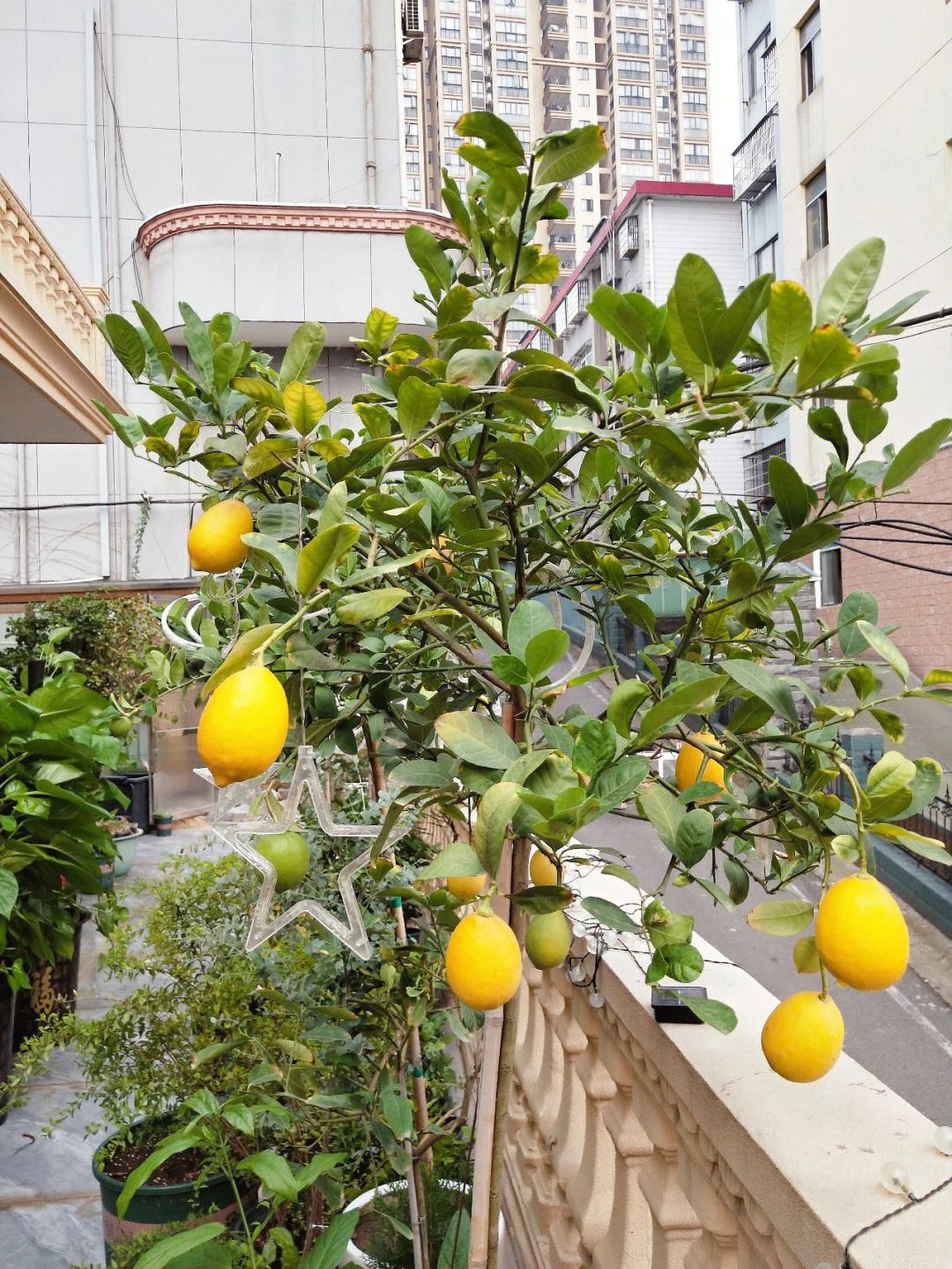 柠檬树叶子黄叶怎么补救,柠檬果树黄叶怎么补救最佳方法