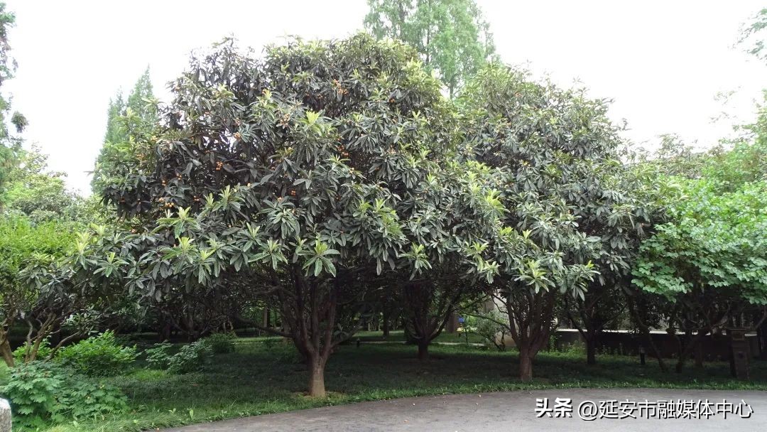 陕西宾馆迎来最佳观花赏景季节,陕西宾馆内景色