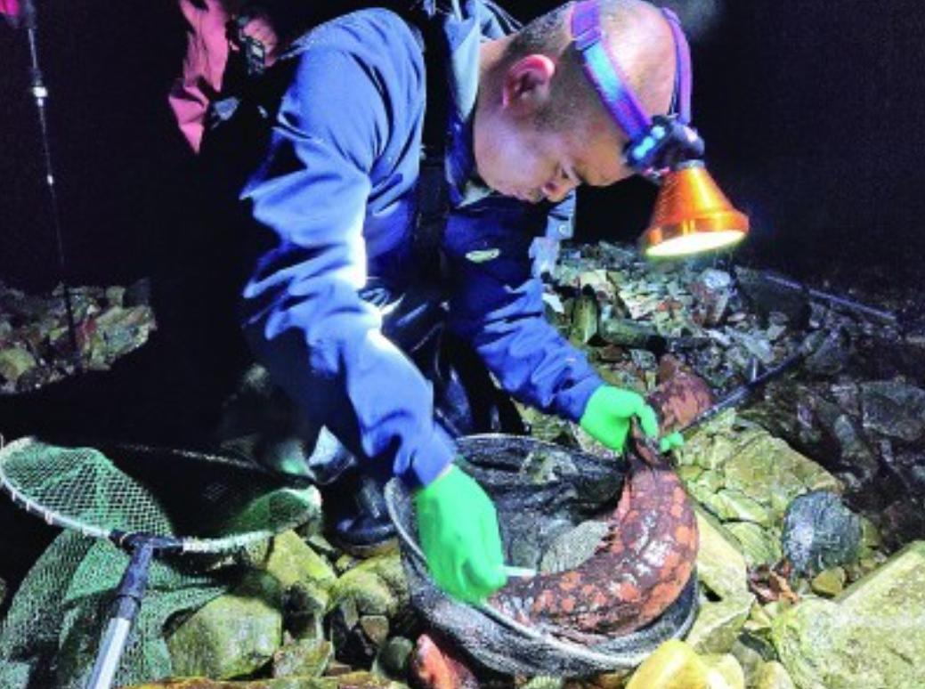 中国的娃娃鱼图片和特征,我国发现纯种野生娃娃鱼