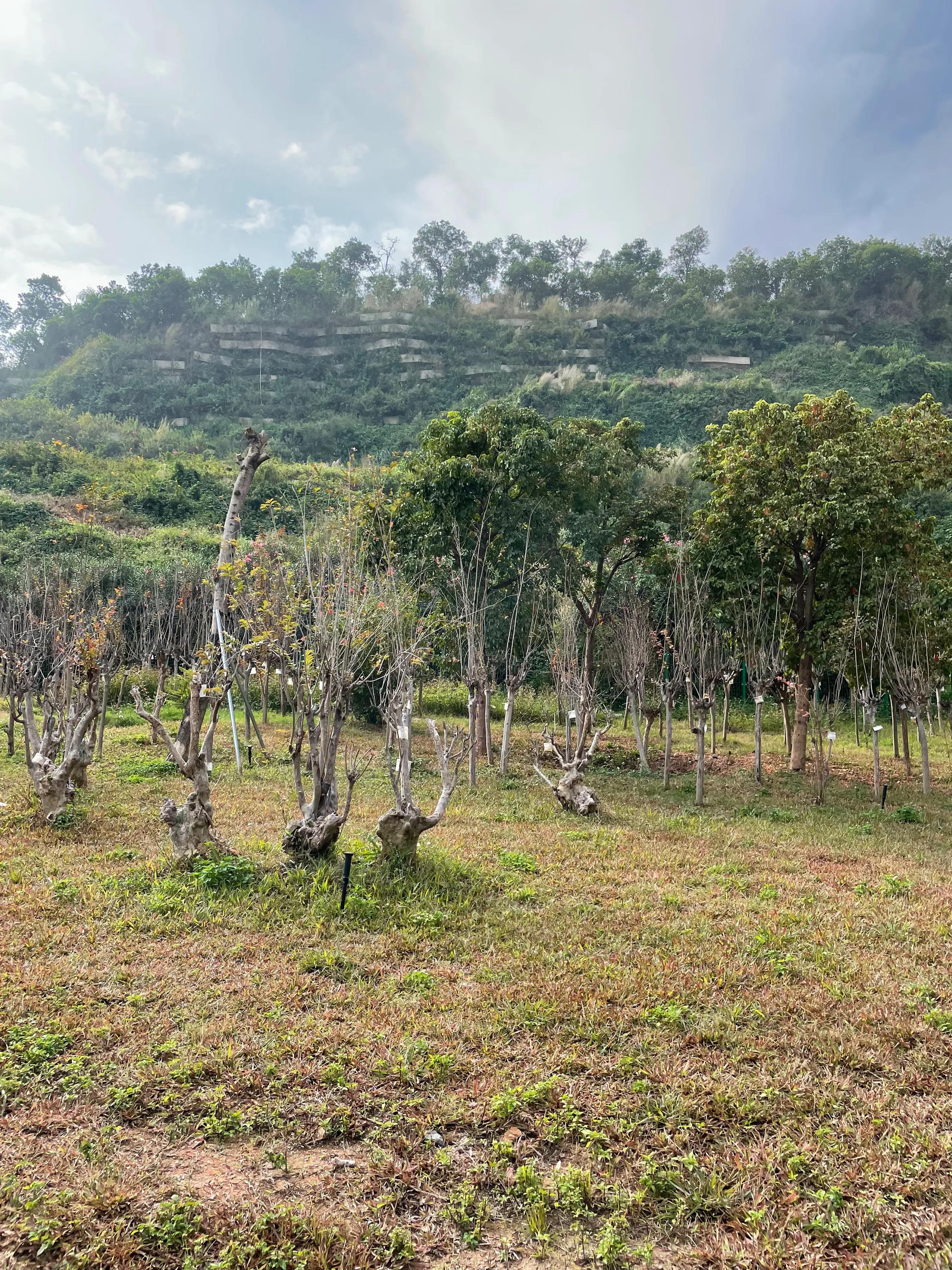深圳狮子山公园有什么景点,带你逛深圳公园