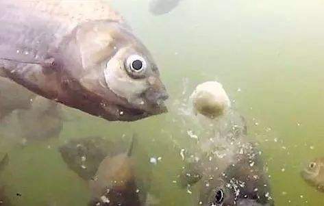 劝君莫食三月鲫好钓鱼吗,劝君莫食三月鲫能钓鱼吗