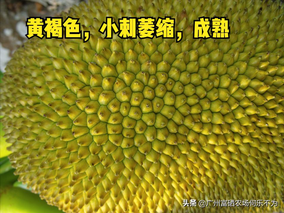 广州富硒农场:用嘴可亲到的菠萝蜜,别用头碰我