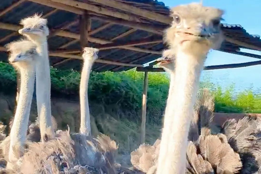 农村大学生返乡养殖鸵鸟,资中80后小伙返乡创业养鸵鸟