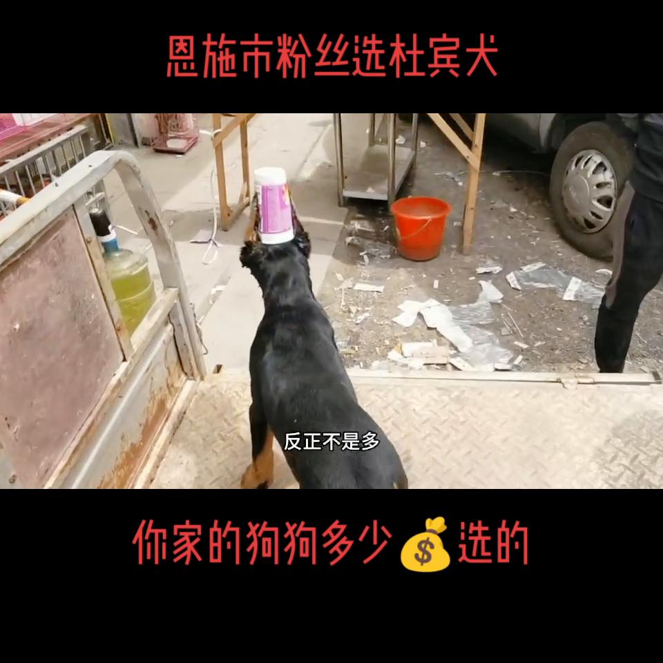 湖北省恩施市粉丝选杜宾犬#杜宾@DOU+上热门