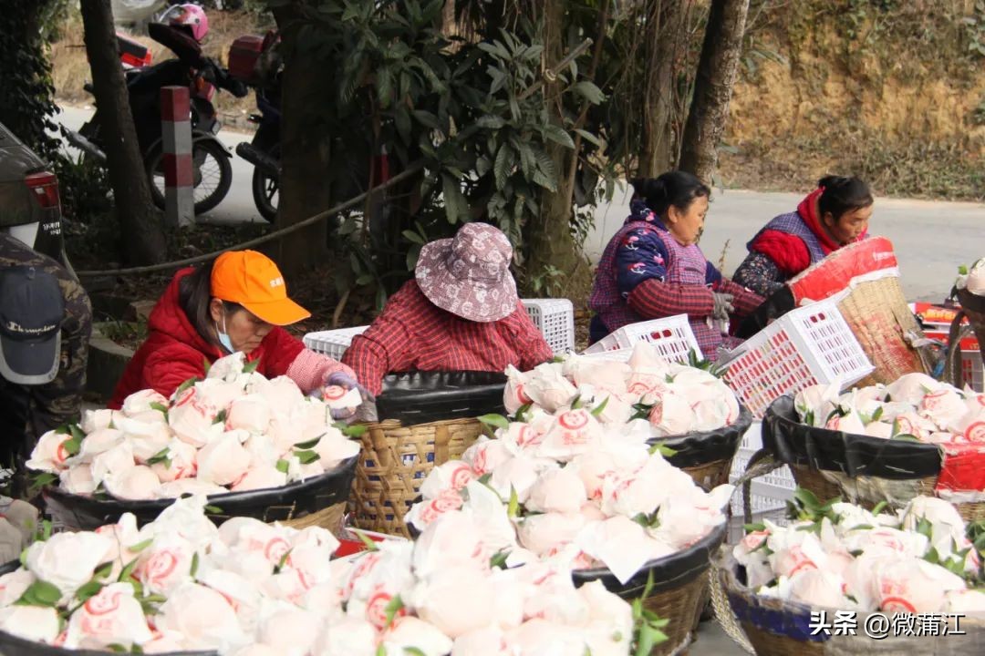 成都市蒲江县耙耙柑果园出售,四川成都蒲江耙耙柑最新行情