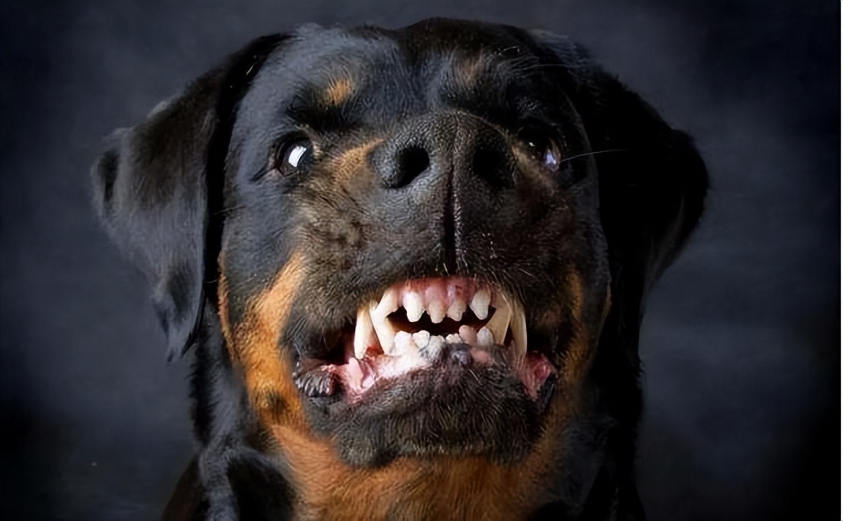 罗威纳幼犬怎么看品相,罗威纳幼犬啥样