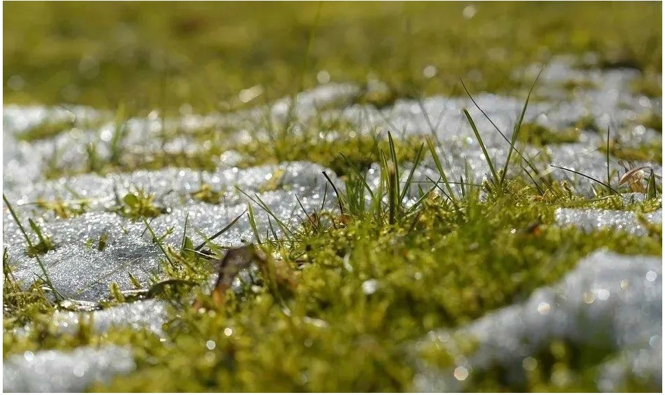 园林绿化草坪冬眠季养护管理要点及其注意事项