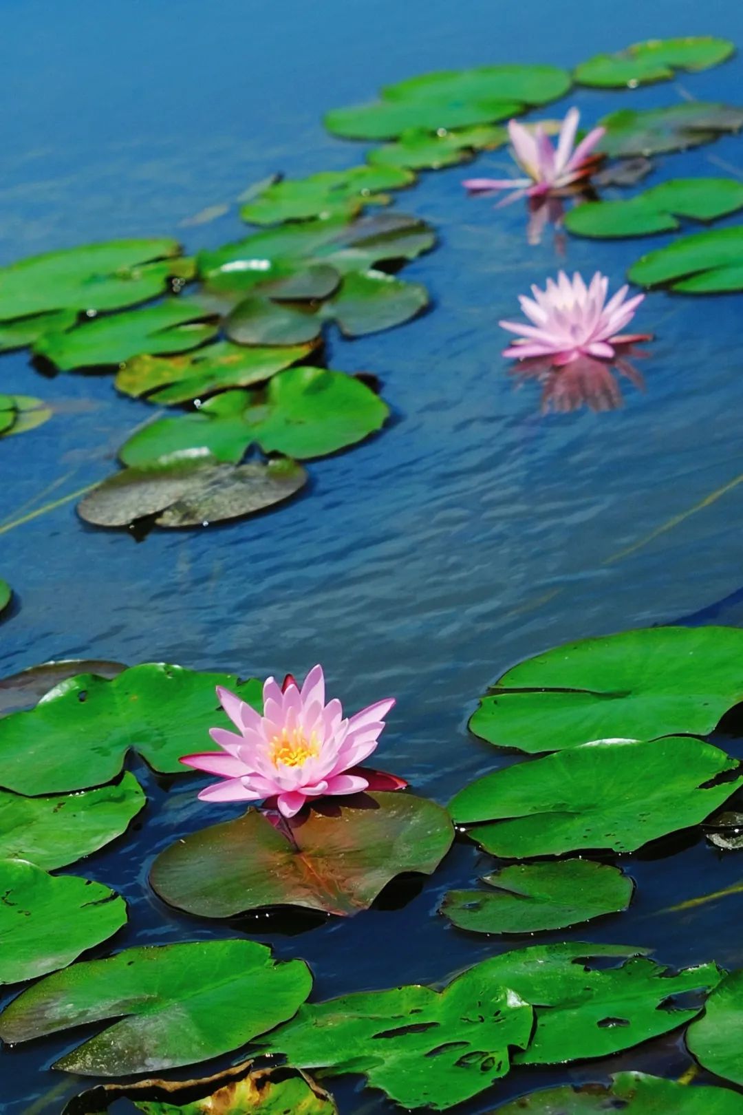 小暑已至！夏日顶流登场，一池荷风，满院莲香，惊艳了整个夏天！