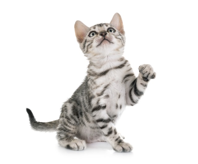 猫咪晚上不睡觉老是跳来跳去,猫咪晚上不睡觉专门在主人旁边