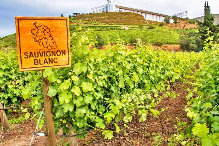 澳洲最值得收藏的葡萄酒,收藏葡萄酒推荐排行榜前十名