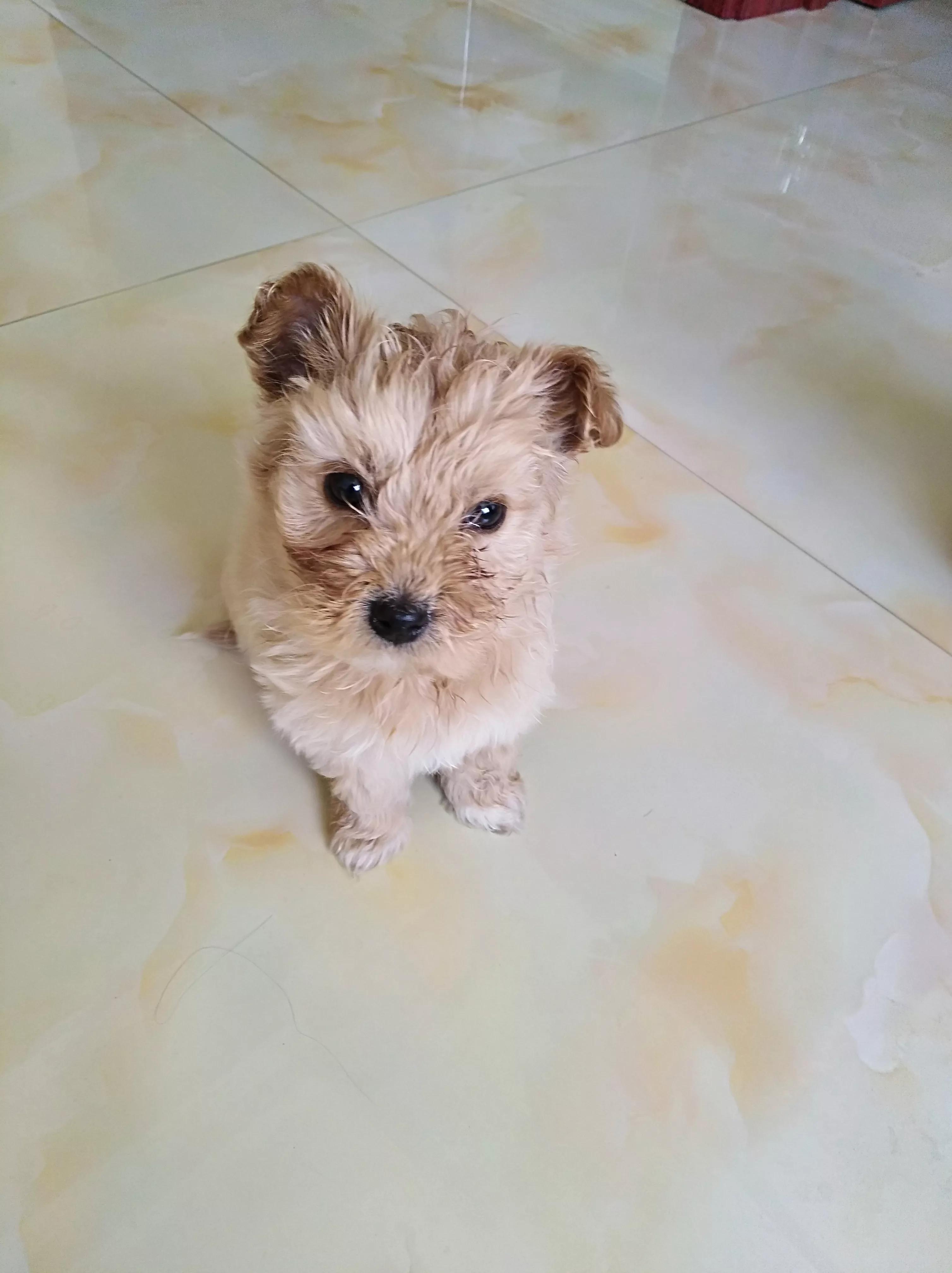 狗狗怎样会感染细小病毒,狗狗感染细小还能睡着吗