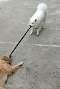 狗狗咬牵引绳行为矫正方法,为什么狗狗喜欢咬裤脚