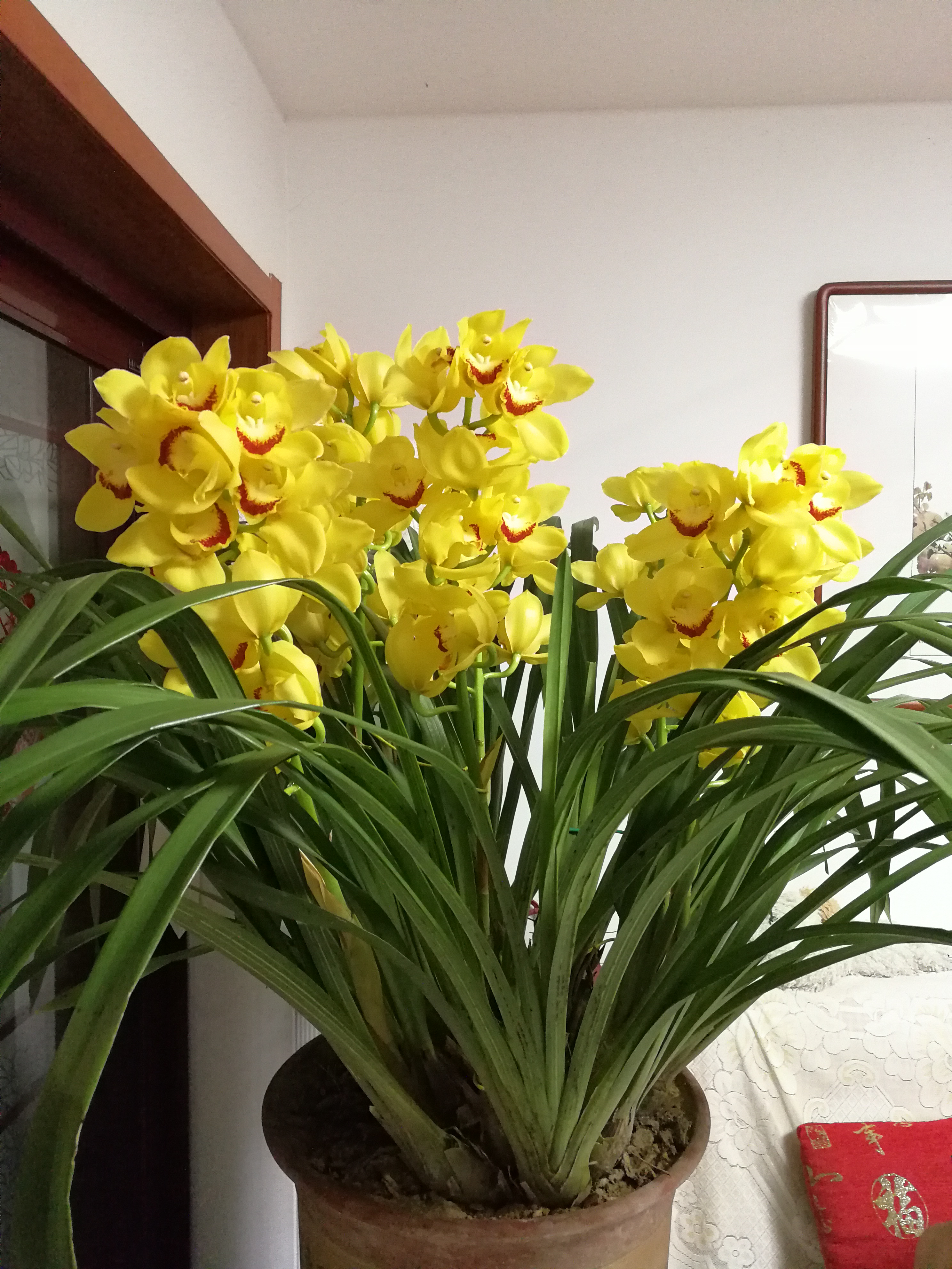 快过年了，家里可以养盆“黄金岁月”，美丽又喜庆，花香熏满屋