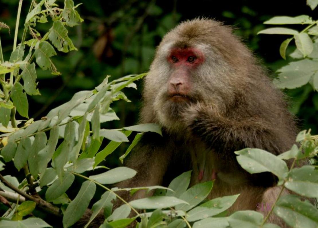 动物园全部被虎王咬死的故事,动物世界雄狮咬死鬣狗首领