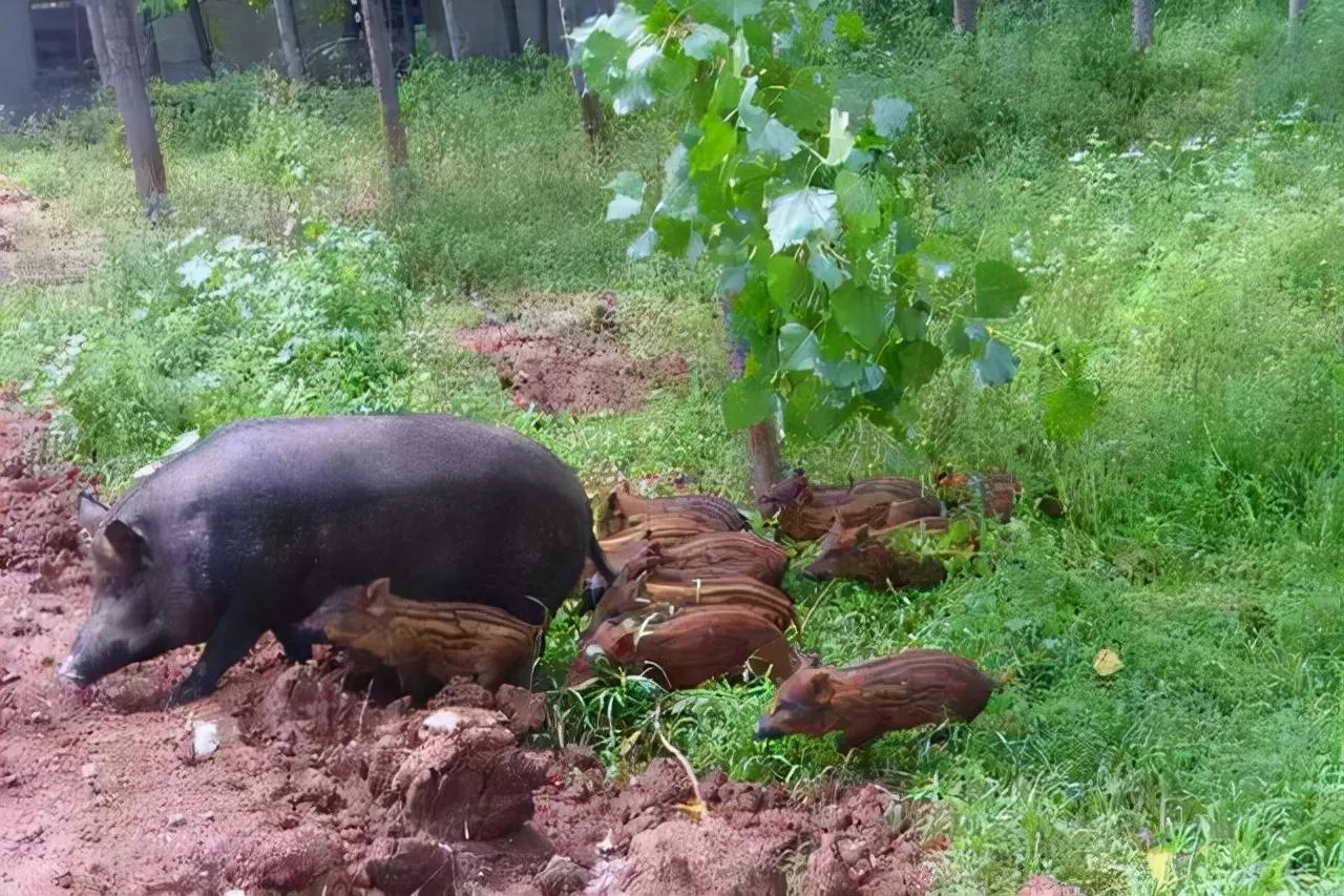陕西省杀猪令,杀猪被罚款10万元官方报道