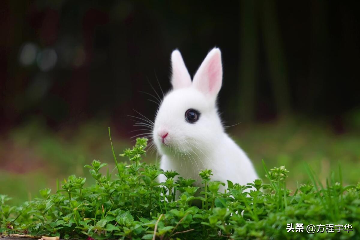 特别可爱的睡前小故事小白兔,睡前小故事小白兔
