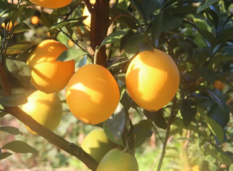 陷入沙糖桔循环，过年炫到停不下来