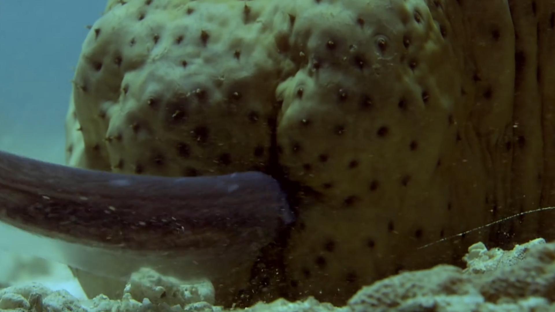 隐鱼和海参是什么关系,隐鱼和海参真实影像