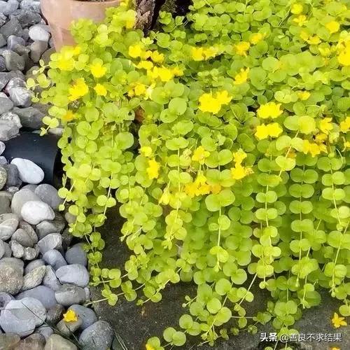 好看的地被植物,超实用的地被植物干货值得收藏