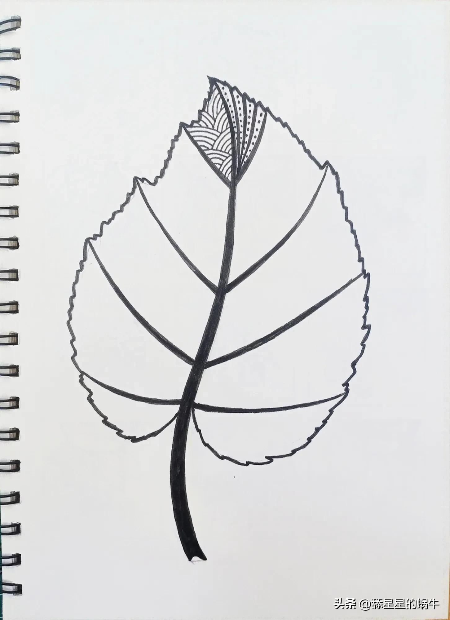 树叶黑白线描画简单花纹,点线面的树叶创意线描