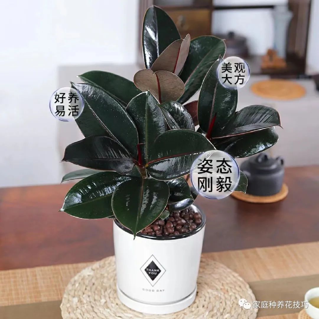 招财进宝植物的风水,寓意招财进宝的植物