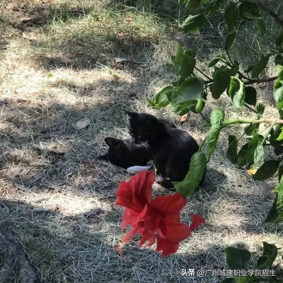 一篇校园推文,校园推文美篇