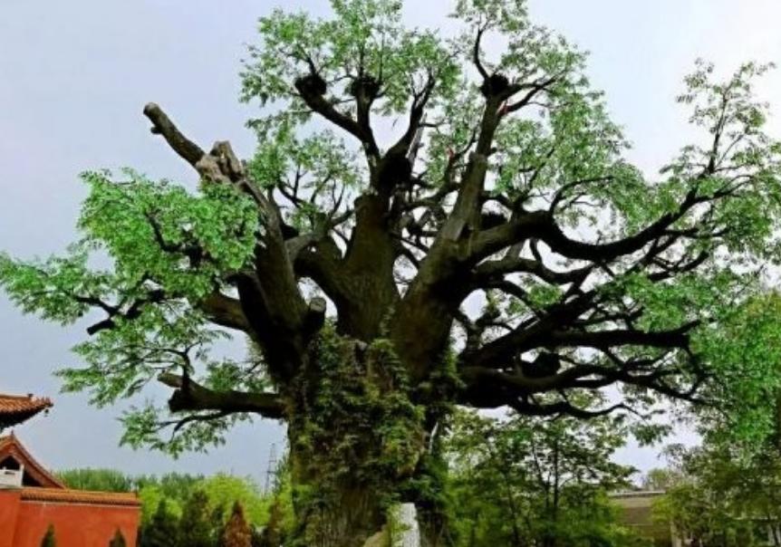 华夏子孙3大特殊印记,华夏儿女的特殊印记