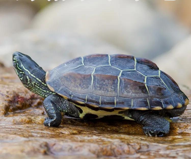 养乌龟自来水怎么去氯,自来水直接养乌龟