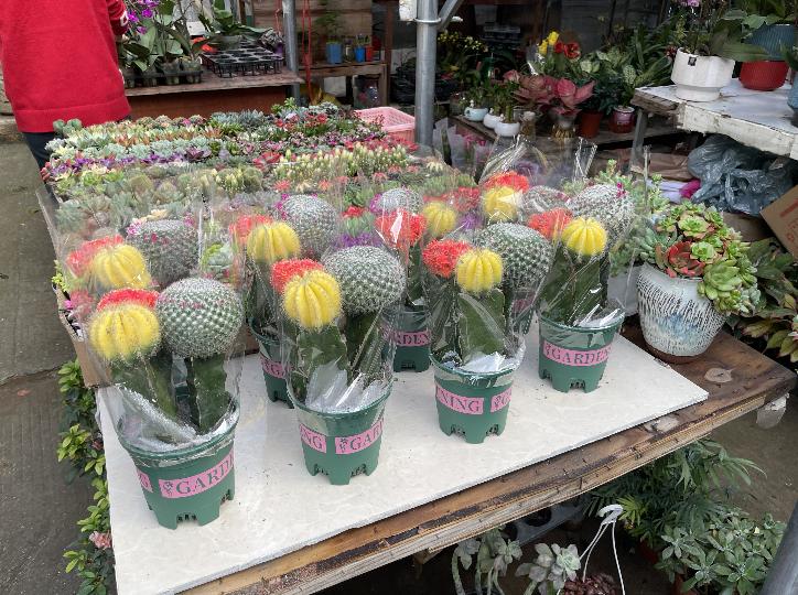 广州芳村花地古玩城,花地湾古玩城花市