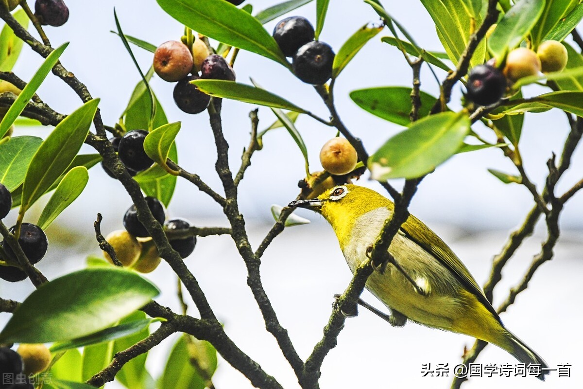 飞花令1000首必背诗词,飞花令古诗词1000句