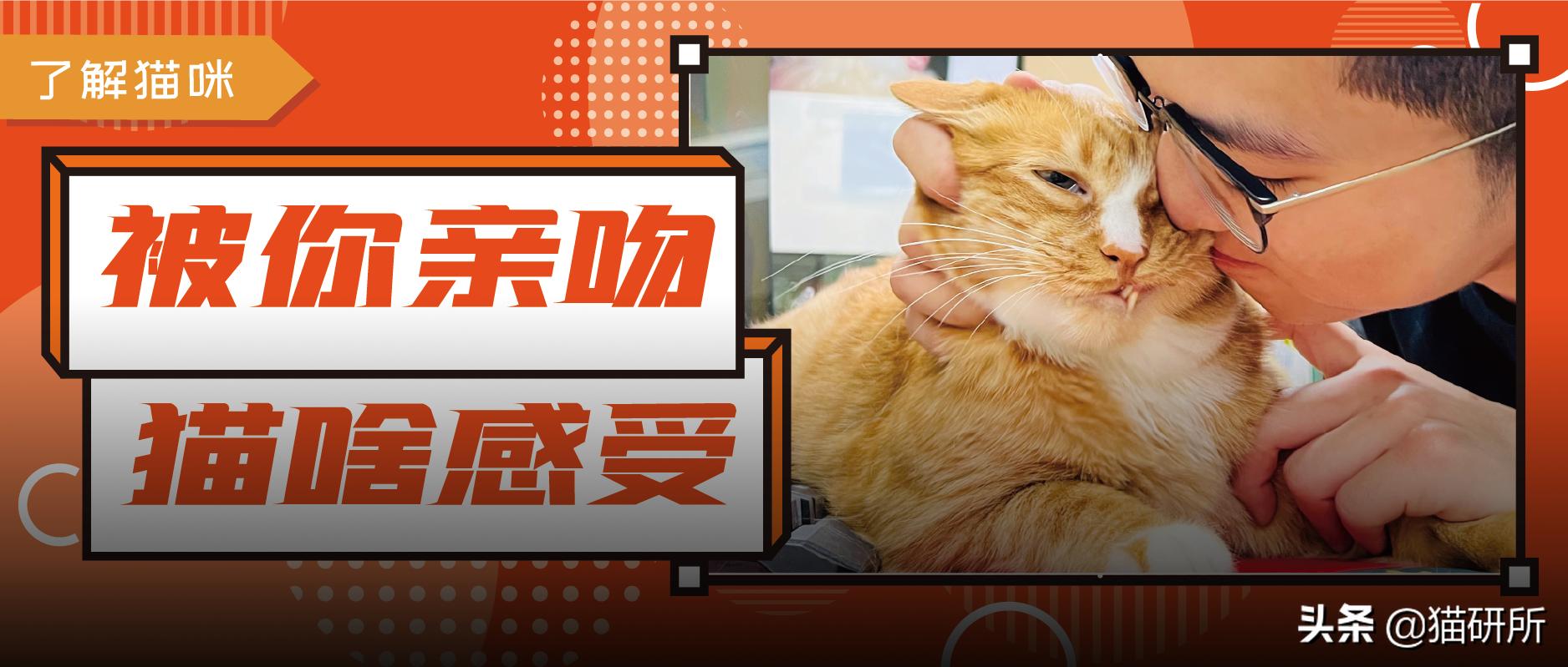 当你亲吻猫咪时它在想什么,情侣亲吻猫咪在想什么