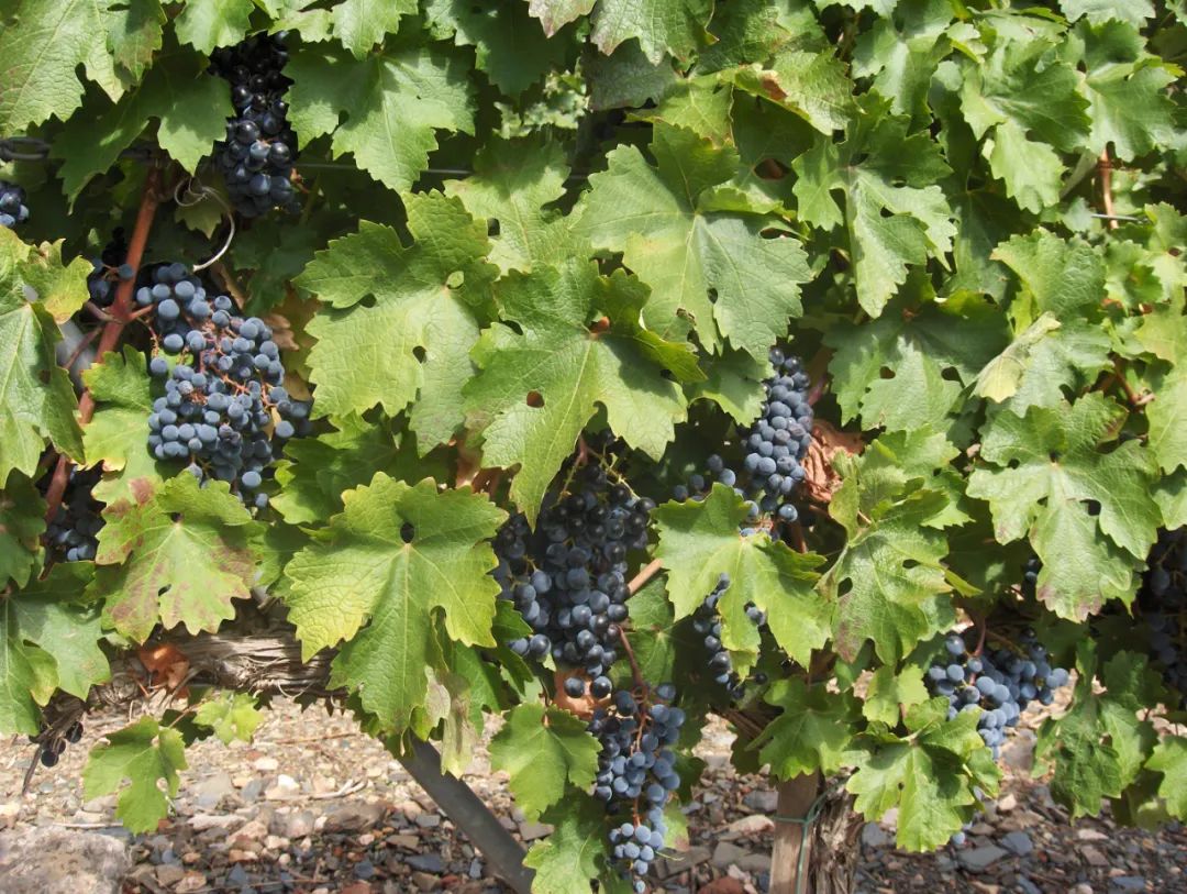 从“崭露头角”到“站稳脚跟”，西班牙葡萄酒如何成为高品质的代名词？