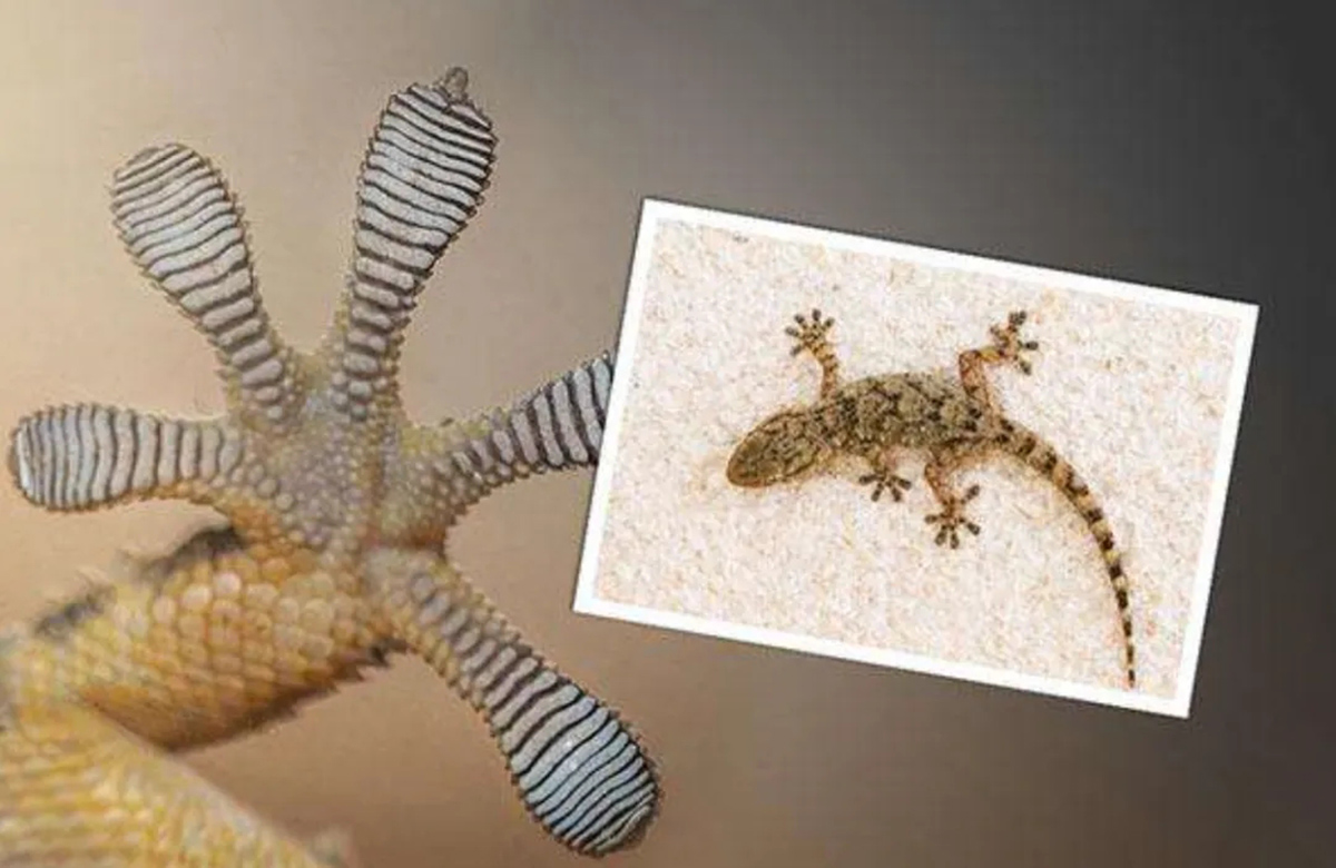 动物内脏的秘密有哪些作用,动物身体部位的秘密