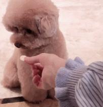 泰迪的七种缺点,黑泰迪的优点与缺点