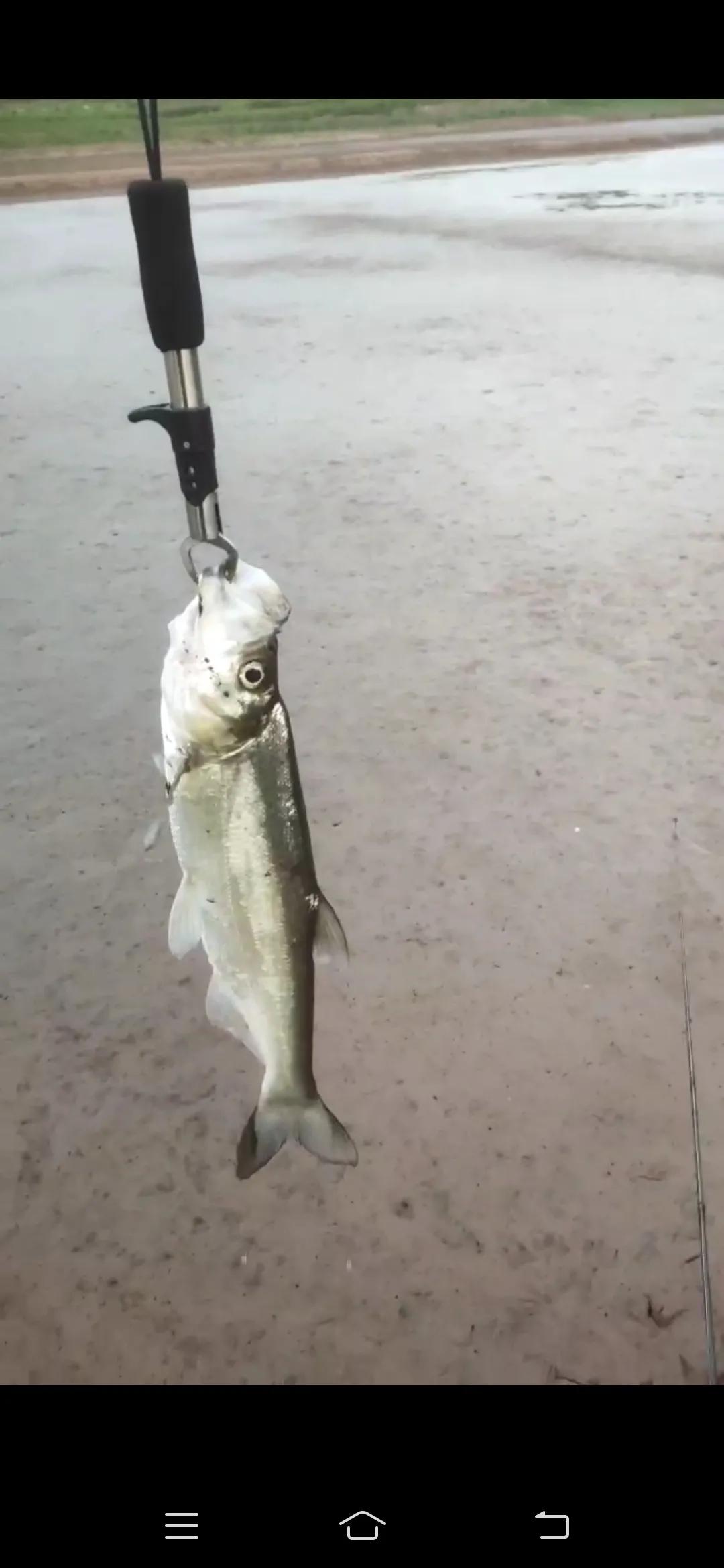 水库路亚翘嘴的诀窍,冬季路亚翘嘴鱼方法